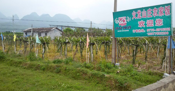 桂林阳朔火龙山庄农家饭