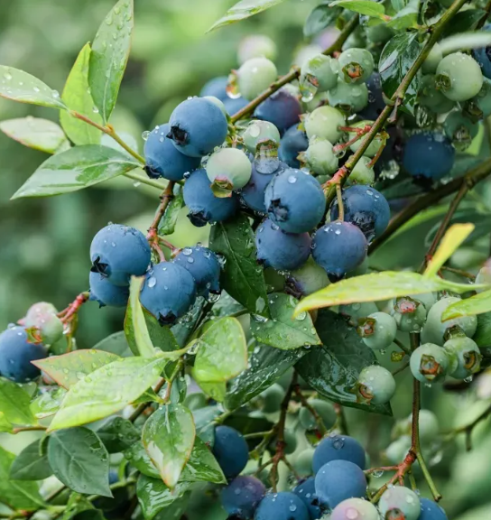 桂林又到了蓝莓采摘季了，蓝莓自由来啦！桂林奇美蓝莓基地