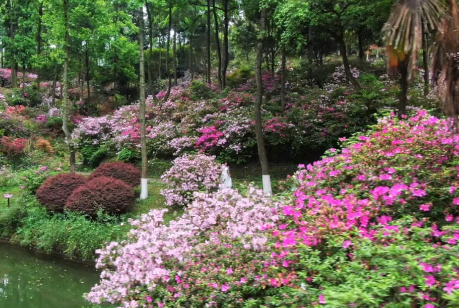 桂林最美杜鹃花园，刷爆桂林抖音的杜鹃花园太美啦！地址加详细攻略。