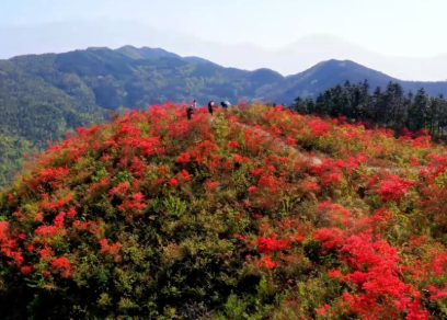 桂林灵川海洋乡满山开遍映山红，帽子岭自驾游玩攻略