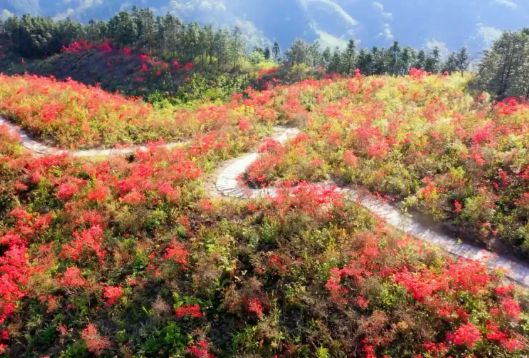 桂林灵川海洋帽子岭映山红，满山开遍哟映山红，花期有限，赶快去打卡
