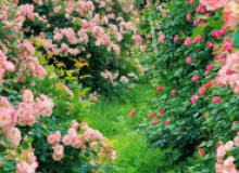 桂林漓上花园月季花园“天花板”！几万朵花