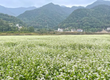 桂林兴安县白面村的荞麦花盛开啦!纯白之恋超浪漫,关键是不要门票还免费。