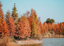 桂林灵川红杉秘境，湖水中大片红杉林美景等你来拍大片。