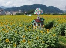 桂林这个新晋网红花海桂林永福桂林龙溪拾光花海，龙溪拾光休闲营地，万株向日葵绽放太美啦！