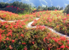 桂林灵川海洋帽子岭映山红，满山开遍哟映山红，花期有限，赶快去打卡