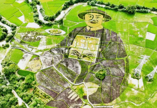 桂林临桂横山村的陈宏谋艺术稻田画，壮观的稻田艺术画。