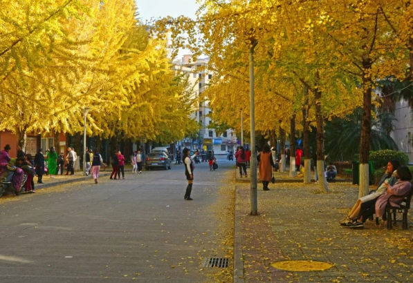 桂林的秋天在最美银杏在哪看？今冬醉美银杏竟藏在桂林市区这些地方！