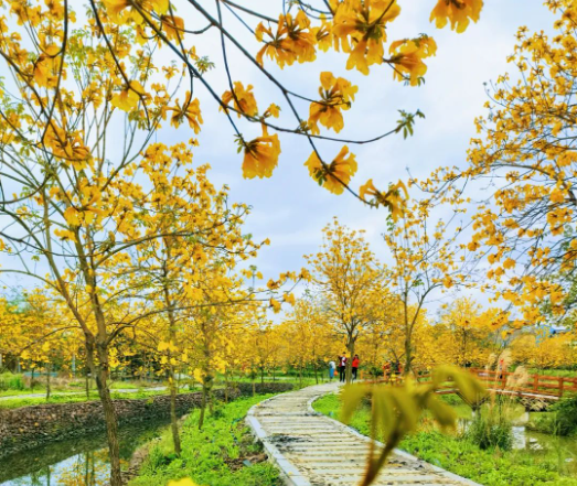 桂林临桂黄花风铃木开了，太美了，很美很治愈的一树黄花。桂林自驾半小时。