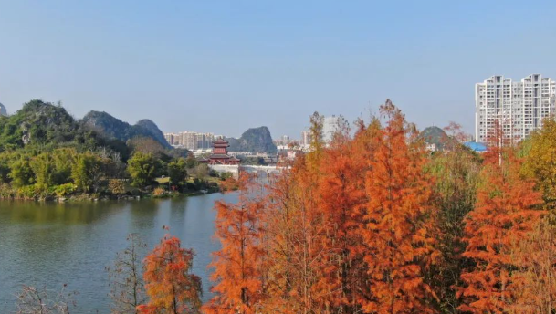 桂林临桂山水公园水杉红了，美得惊艳！免费观赏，快来打卡。